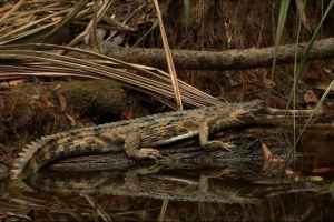 Gavial crocodile - tord reptile iz rdeče knjige
