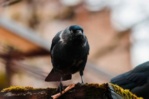 Kjer je zima in kaj so ptice napajane?