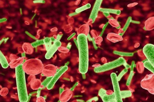 Gemobartoneles v mačkah - 4 načine okužbe