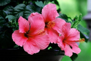 Hibiscus