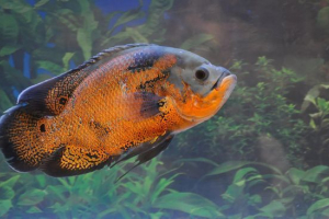 Del astronotus
