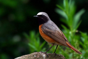 Navaden gorichvost - incredible singer