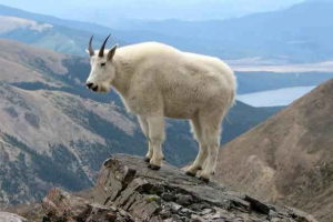 Gorske živali: seznam, naslovi, pogledi, opisi in fotografije