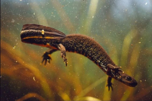 Veliki triton: opis, fotografija, video