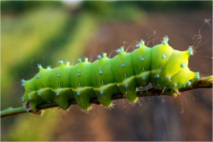 Caterpillar