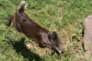 Crested jelen - živali z pričesko