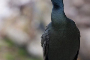 Crest cormorant in dolgi osvetni kormorant - ista žival?