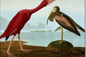 Ibis