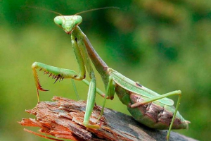 Zanimivosti o mantis