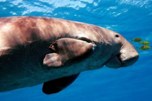 Zanimiva dejstva o douguund - morski favna predstavniki