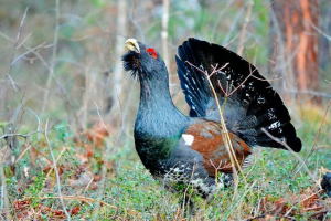Zanimiva dejstva o glukhari