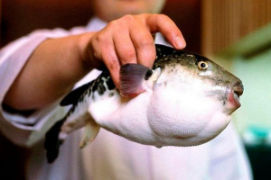 Zanimiva dejstva o ribah fugu