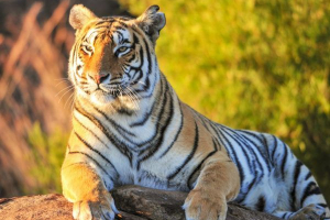 Zanimiva dejstva o tigrih Zanimiva dejstva o tigrih