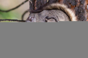 Zanimivo poročilo za otroke o trgu s kvadratom: kaj izgleda in kje živi?