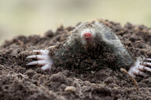 Strupeni sesalci v divjih živalih