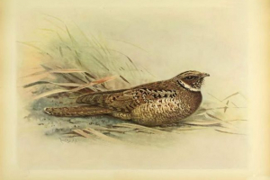 Jamajška majhna koza. Zgodovina izumrle ptice