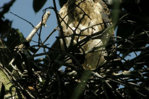 Hawk - dunt Hawk - dunt