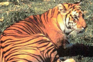 Yavansky tiger - uničen ali preživela podvrst? Yavansky tiger - uničen ali preživela podvrst?
