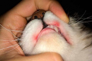 Razjede na ustnici mačk ali mačk - 3 glavnih razlogov