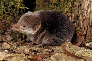 Rdeča knjiga ulyanovsk regije Rdeča knjiga ulyanovsk regije