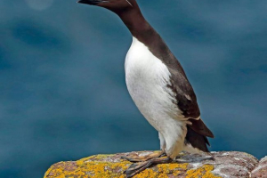 Guillemot