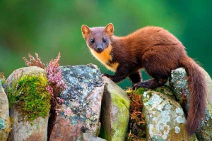Kako izgleda cunny? Kako izgleda cunny?