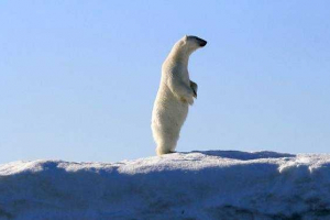 Kakšne velikosti in teže polarnega medveda?