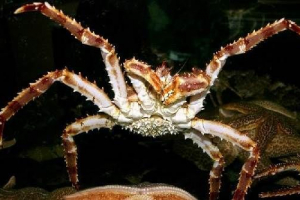 Kamchatsky crab. Habitat in življenjski slog kamchatka crab