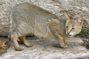 Cat - domače hišne ali divje živali? Cat - domače hišne ali divje živali?