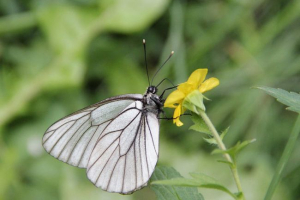 Zelje metulj Zelje metulj
