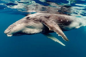 Kit je riba ali sesalec?