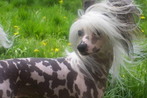 Kitajski crested - dekorativni pes