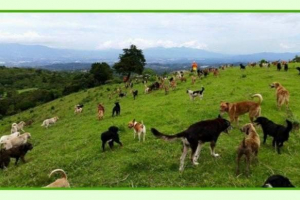 Kostarika - ozemlje mešanih pasem psov in raj za ventilatorje prepirov