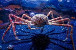 Crab - spider (japonščina)