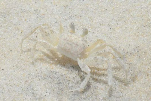 Crab - prinašanje, ocypode quadrata: opis obrazca