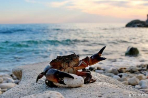 Rakovice črnega morja. Opisi, naslovi in ​​fotografije