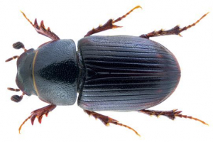 Rdeča knjiga regije kemerovo (kuzbass)