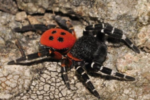 Rdeča knjiga regije tambov Rdeča knjiga regije tambov