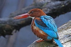 Red rowfoots: življenjski slog in reprodukcija pernatega Red rowfoots: življenjski slog in reprodukcija pernatega