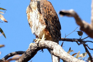 Rdeča hawk - wellness Rdeča hawk - wellness