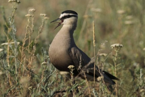 Ptice - izumrli šalian