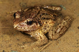 Roke - ne pajki, ampak žabe