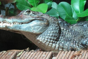 Crocodile cayman - plazilec tik iz amerike