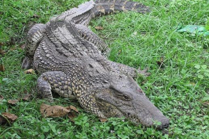 Cuban crocodile