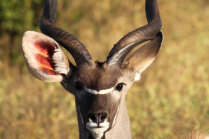 Kudu