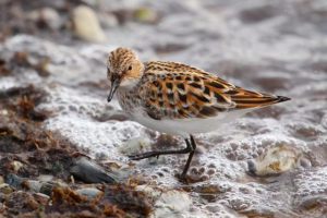 Sandpiper Sandpiper