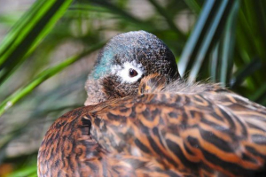 Lisian chirika - gibanje duck: podrobnosti