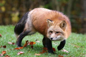 Fox ukradel ključe iz voznika voznika