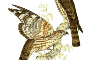 Madagaskar hawk - kukavica