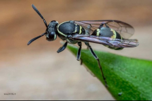 Honey os: true ali mit? Honey os: true ali mit?